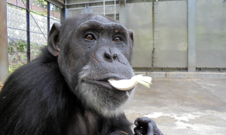 しっかり食べてすこやかに──チンパンジーたちの食事情 ｜ 東京ズーネット