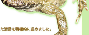 カエルを守ろう！　国際カエル年　2008年（平成20年）は、「国際カエル年」。財団法人東京動物園協会は、国際カエル年にあたり、両生類の保全に向けた活動を積極的に進めます。