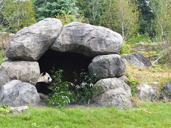 「パンダのもり」飼育環境の充実　洞穴設置