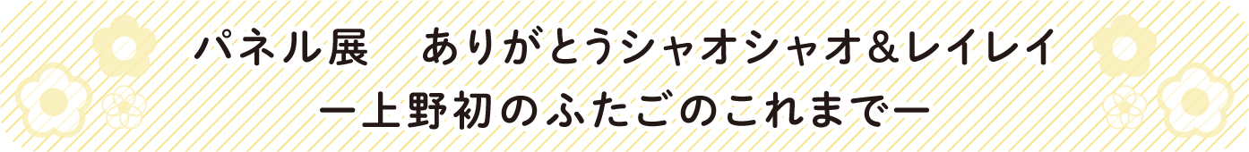 見出し:パネル展「ありがとうシャオシャオ&レイレイ 上野初のふたごのこれまで」