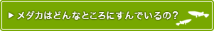 メダカはどんなところにすんでいるの?