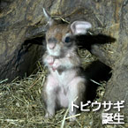 トビウサギ誕生