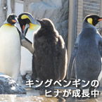 キングペンギンのヒナが成長中