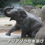 アジアゾウの水浴び