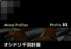 Profile 03／オシドリ千羽計画