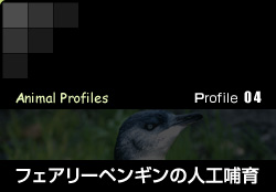 Profile 04／フェアリーペンギンの人工哺育