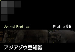 Profile 06／アジアゾウ豆知識