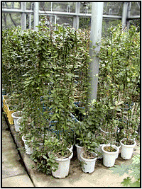 食草温室のホウライカガミの鉢植えその数なんと150鉢以上!!