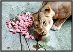 多摩動物公園では、ライオンに馬肉と鶏頭を与えています。馬肉の塊は、裂肉歯でこまかくちぎって飲みこみます。