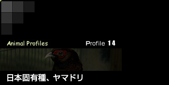 Profile 14／日本固有種、ヤマドリ