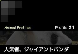 Profile 21／人気者、ジャイアントパンダ