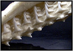 メジロザメのなかまの下あごの歯
