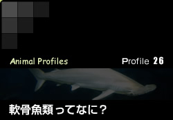 Profile 26／軟骨魚類ってなに？