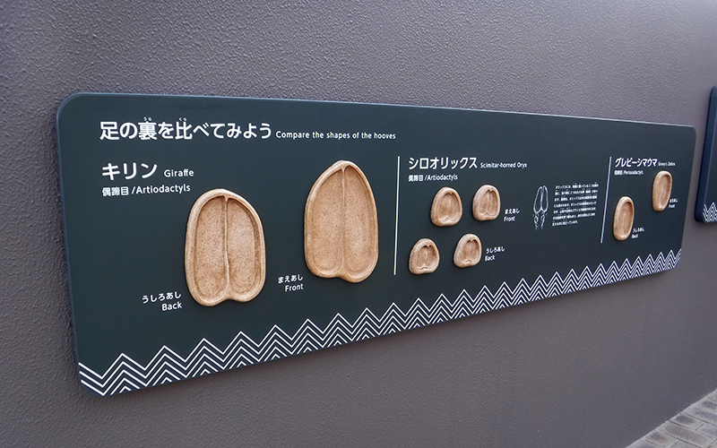 動物の足跡ハンズオン