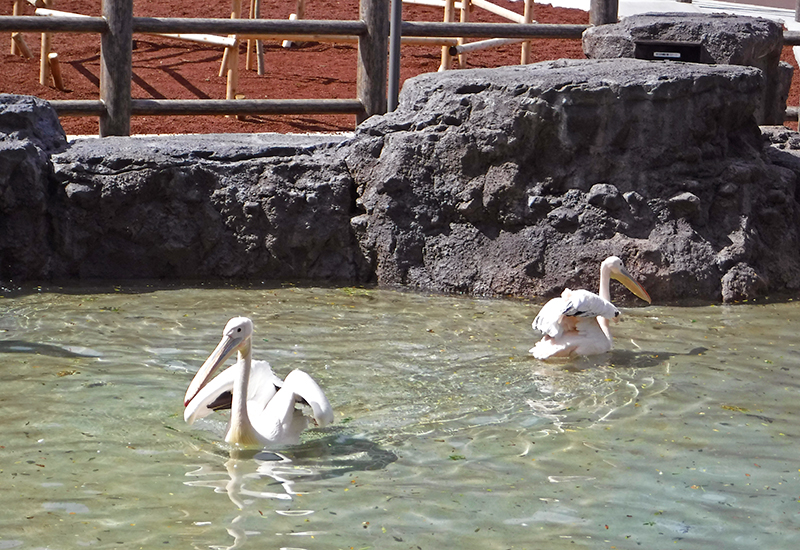 水に浮かぶ2羽のモモイロペリカン