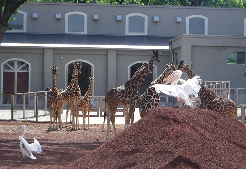 キリンと同じ運動場ですごすモモイロペリカン。小高く積まれた土の上で羽を広げている