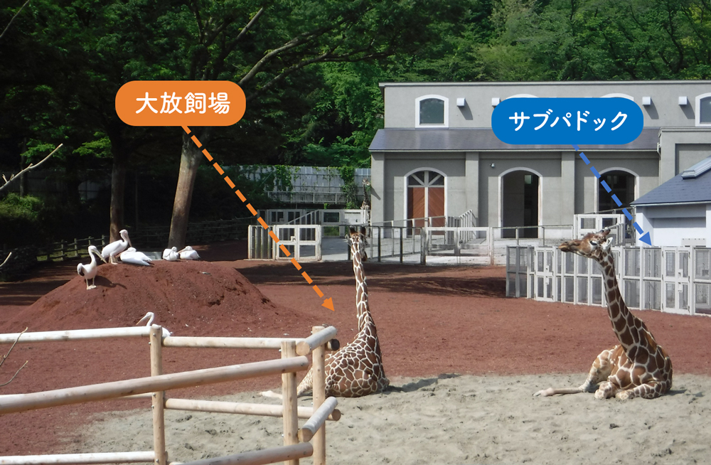 サブパドックの場所