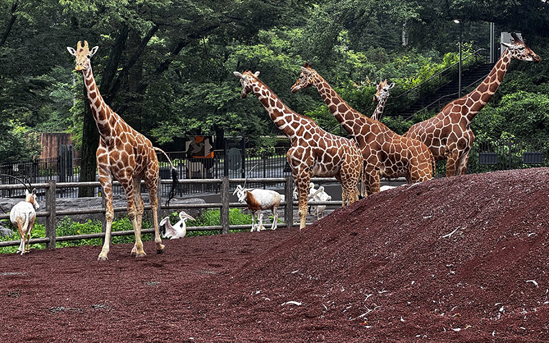 キリン、シロオリックス、モモイロペリカンの3種同居展示のようす