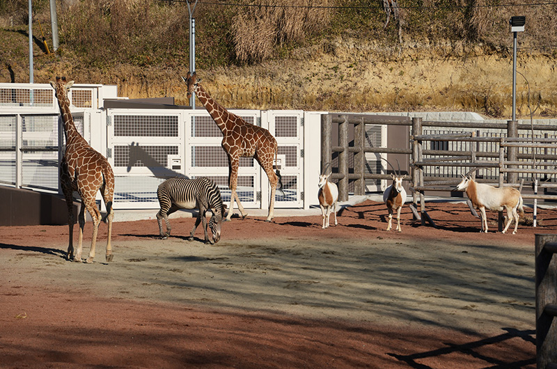 キリン、グレビーシマウマ、シロオリックスの3種同居展示のようす