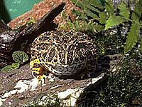 ベルツノガエル