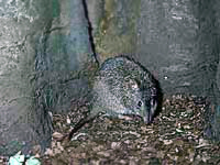 ハナナガネズミカンガルー