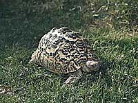 ヒョウモンガメ