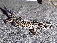 ヒョウモントカゲモドキ