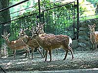 ヤクシカ