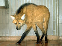 どうぶつ図鑑 タテガミオオカミ 東京ズーネット