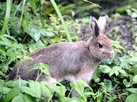 トウホクノウサギ