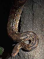 アミメニシキヘビ