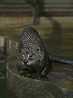 カナダカワウソ