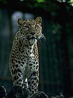 チュウゴクヒョウ