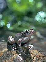 カジカガエル