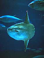 マンボウ