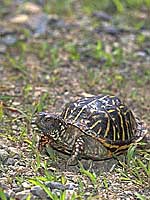 どうぶつ図鑑「ニシキハコガメ」 | 東京ズーネット