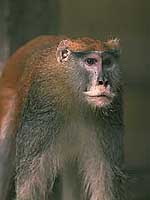 どうぶつ図鑑 パタスザル 東京ズーネット