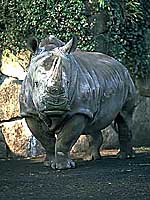 ミナミシロサイ