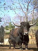 ヤク（家畜種）