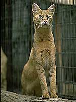 ジャングルキャット