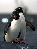 ミナミイワトビペンギン
