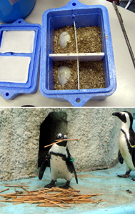 ケープペンギン卵の移動 ｜ 東京ズーネット