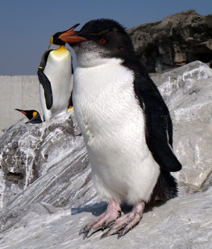 ミナミイワトビペンギン 海遊館へ 東京ズーネット