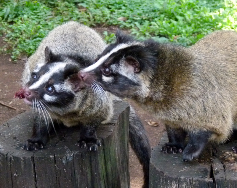 子ども動物園の隠れた人気者 ハクビシン 東京ズーネット