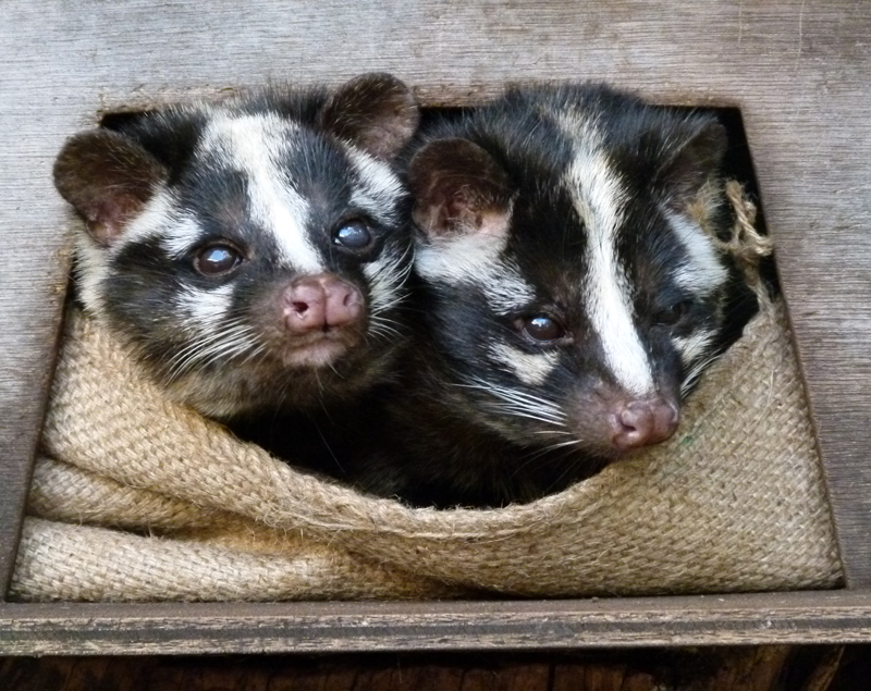 子ども動物園の隠れた人気者 ハクビシン 東京ズーネット