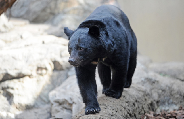 ツキノワグマの ソウ と タロコ が上野動物園から多摩動物公園へ移動します 東京ズーネット