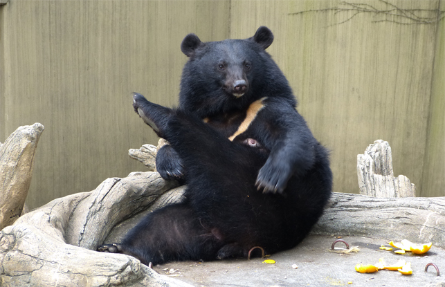 ツキノワグマの ソウ と タロコ が上野動物園から多摩動物公園へ移動します 東京ズーネット