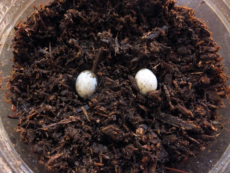 いきもの広場で見つけた卵の正体は 東京ズーネット