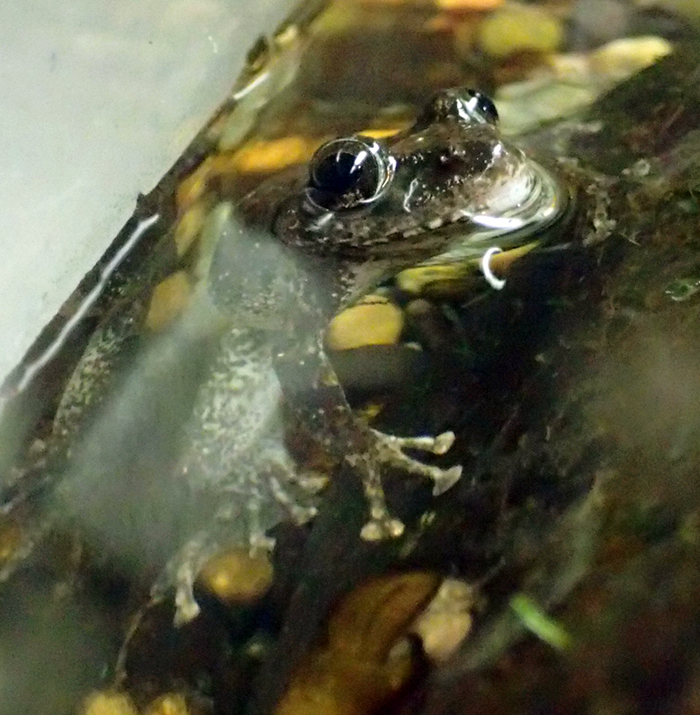 カジカガエルのメス 裏の姿 をご紹介します 東京ズーネット