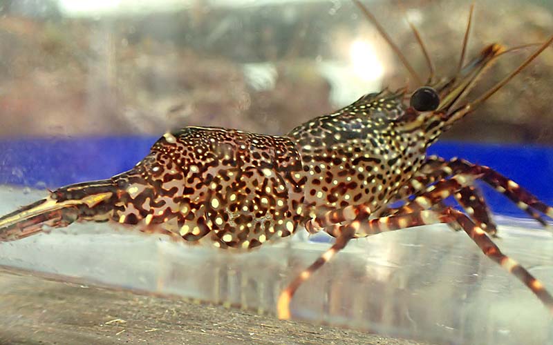 チリのエビ カマロンデロカの幼生を確認 東京ズーネット チリのエビ カマロンデロカの幼生を確認 東京ズーネット